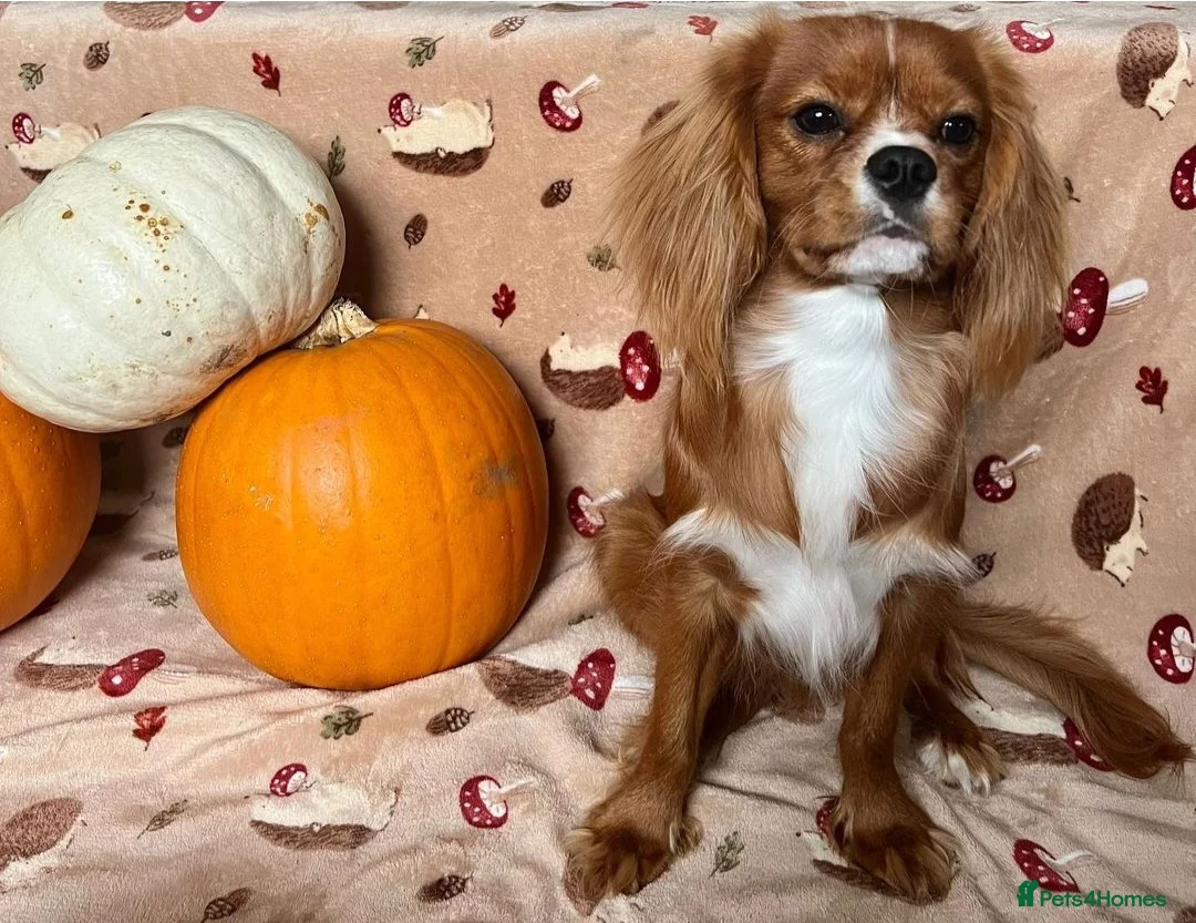 Cavalier King Charles Spaniel dogs for stud: Outstanding health tested cavalier stud in Liverpool - Advert 3