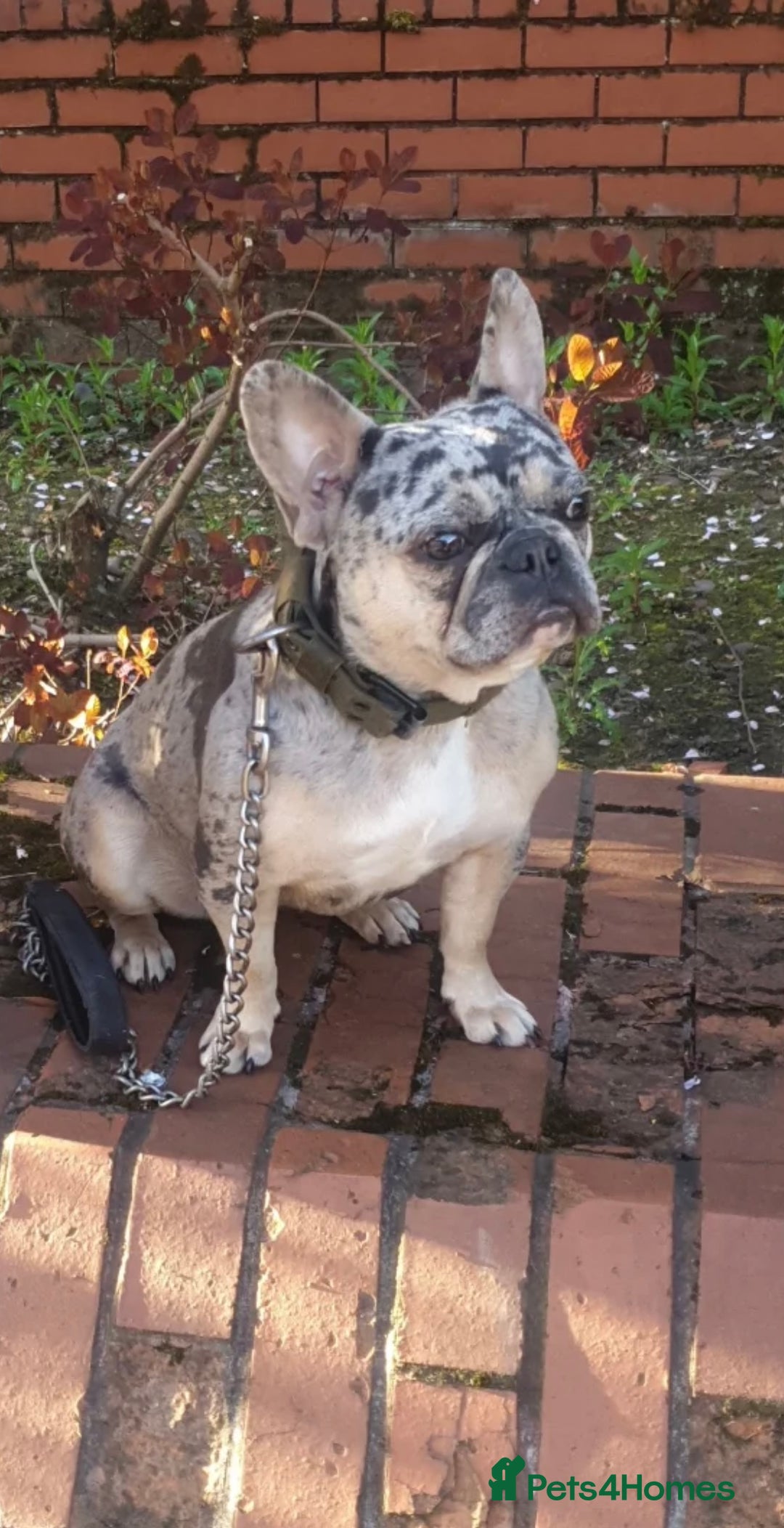 French Bulldog dogs for sale: French bulldog  - Image 2