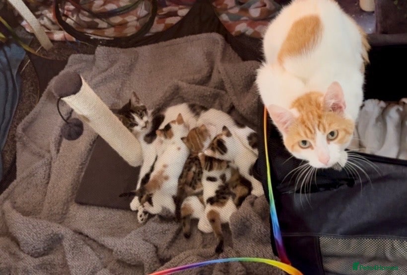 British Shorthair cats Calico kittens  - Advert 2