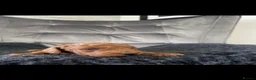 Miniature Poodle dogs for stud: Kc stud proven extensively health tested poodle - Advert 16
