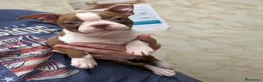 Boston Terrier 3