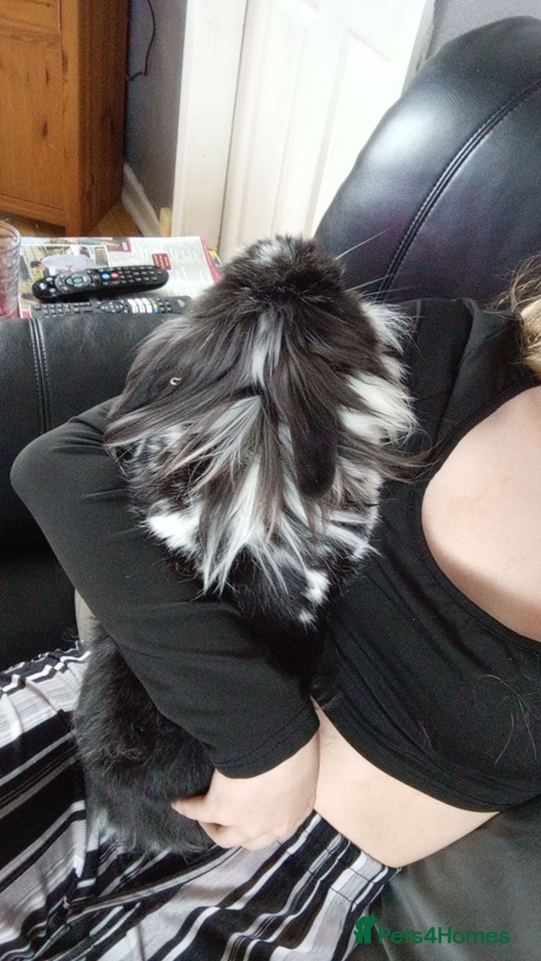 Mini Lion Lop rabbits for sale: Female lionhead mini lop needing rehomed!! - Image 4