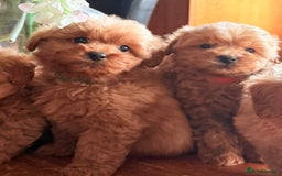 Cairn Terrier dogs for sale: STUNNING F1 cairn-oodle puppies  - Image 6