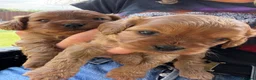 Cavapoo dogs for sale: Red Toy cavapoo in Newark - Advert 11