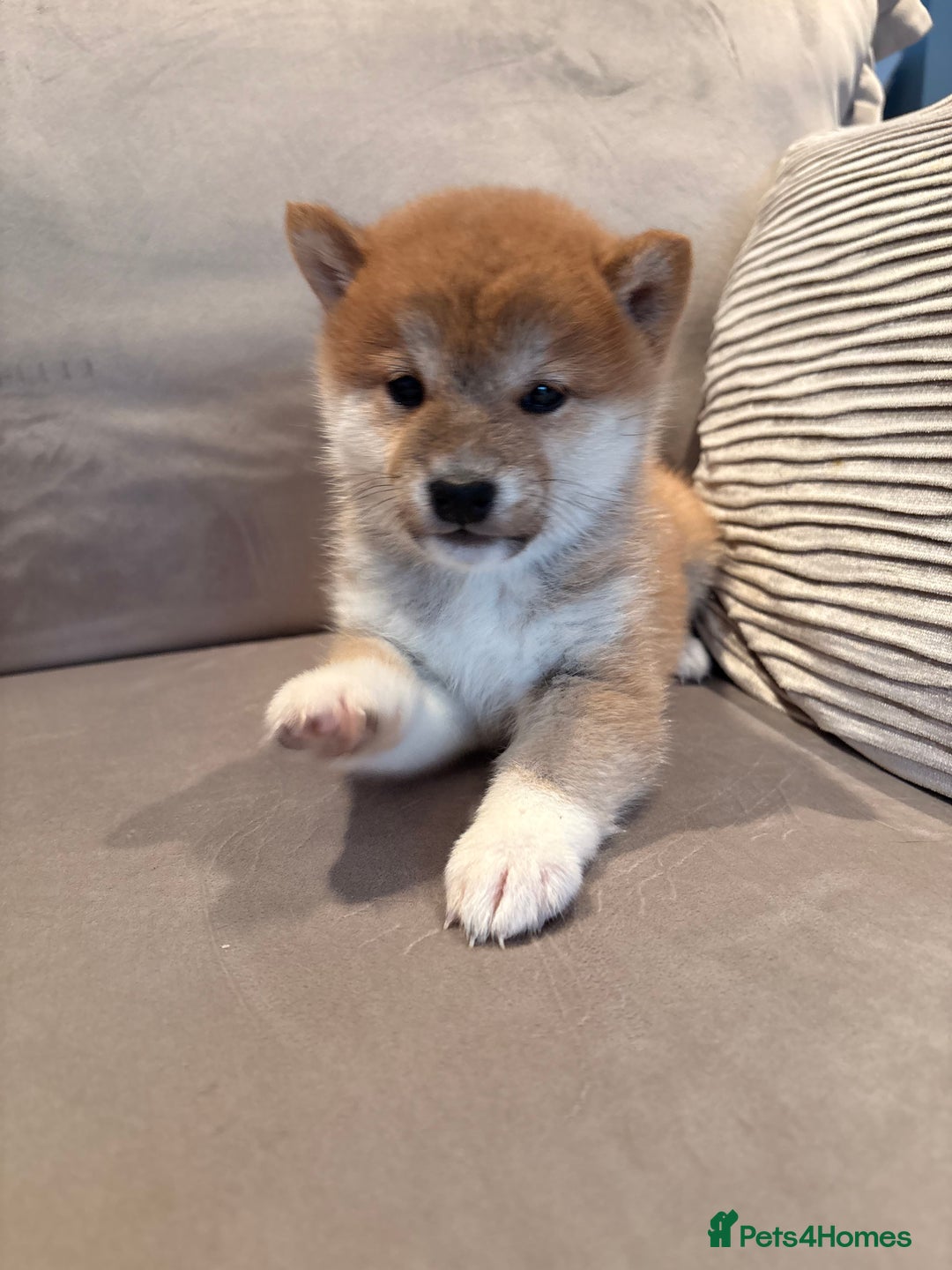 Japanese Shiba Inu dogs for sale: Health Tested Japanese Shiba Inu Puppies  - Image 8