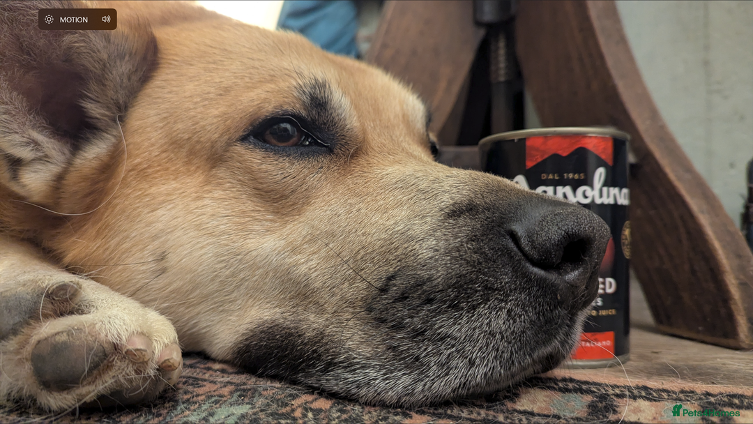 Mixed Breed dogs for sale: Odin. Sweet and beautiful crossbreed boy - Image 1
