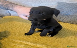Lurcher dogs for sale: Lurcher pups whippet cross  - Image 5