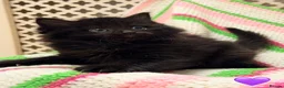 Mixed Breed cats for sale: 💖 MAINE COON X RAGDOLL *PARENTS HEALTH TESTED* 💖 - Advert 32
