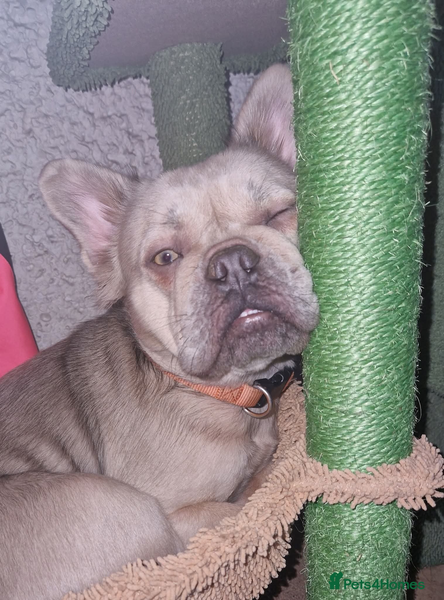 French Bulldog dogs Fluffy french bulldog female,  luxe  - Advert 18