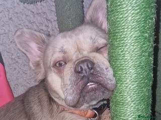 French Bulldog dogs Fluffy french bulldog female, luxe - Advert 18