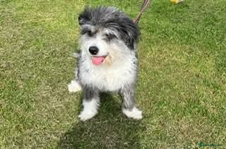 Mixed Breed dogs POPPY-7 yrs, 20kg, v well behaved, loves dogs&kids - Advert 2