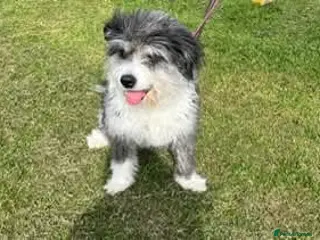 Mixed Breed dogs POPPY-7 yrs, 20kg, v well behaved, loves dogs&kids - Advert 3