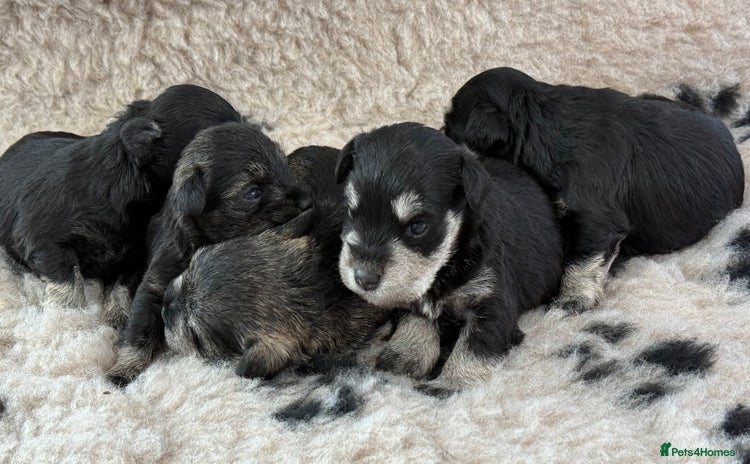 Miniature Schnauzer dogs - Advert 2