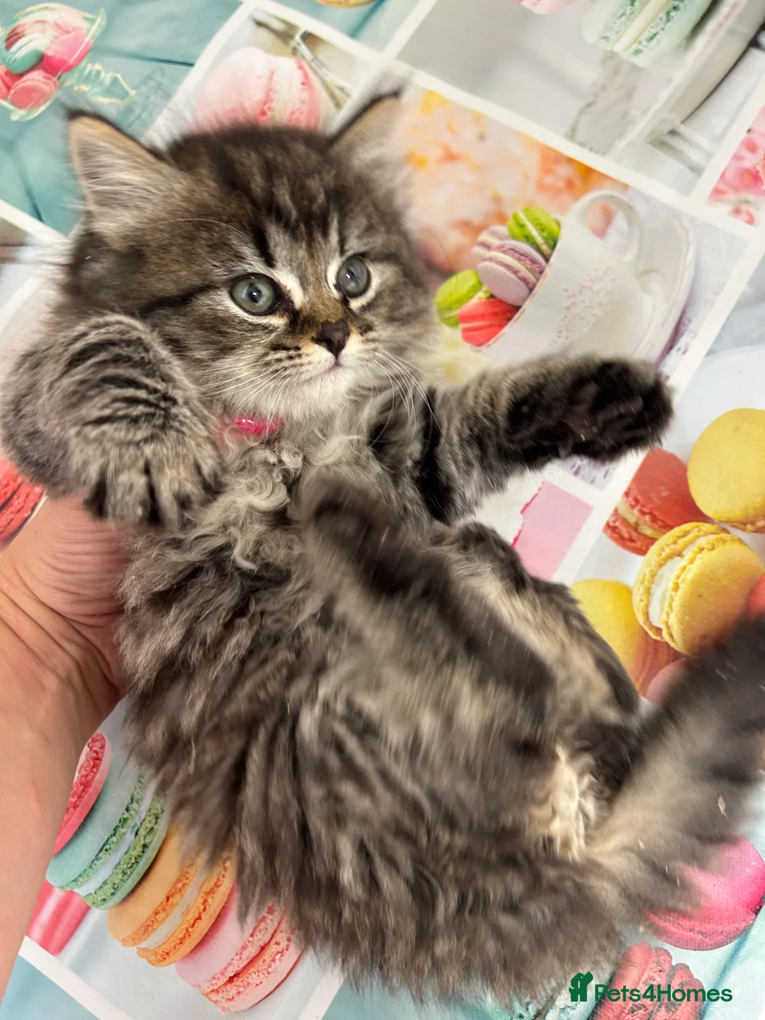 Mixed Breed cats for sale: Fluffy kittens  - Advert 2