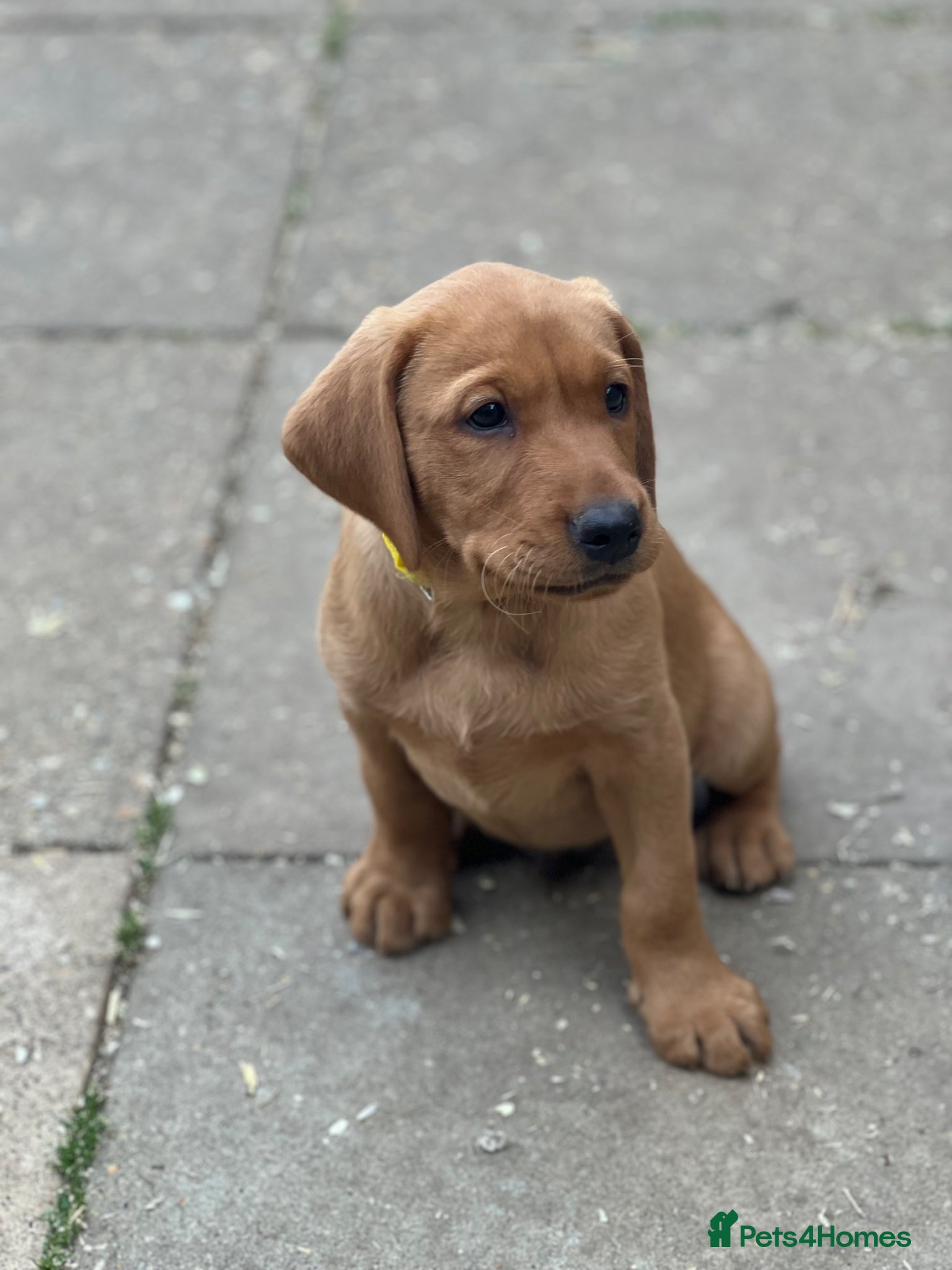 Labrador Retriever dogs for sale: Stunning Fox Red Labrador pups for sale - Advert 7