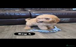 Cockapoo dogs for sale: Adorable Cockapoo pups 🦴🐾 - Image 26