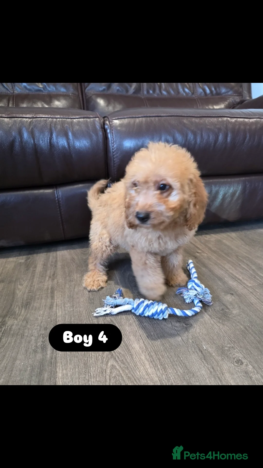 Cockapoo dogs for sale: Adorable Cockapoo pups 🦴🐾 - Image 26