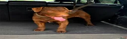 Patterdale Terrier dogs for sale: Chocolate Patterdale Terriers  - Advert 6