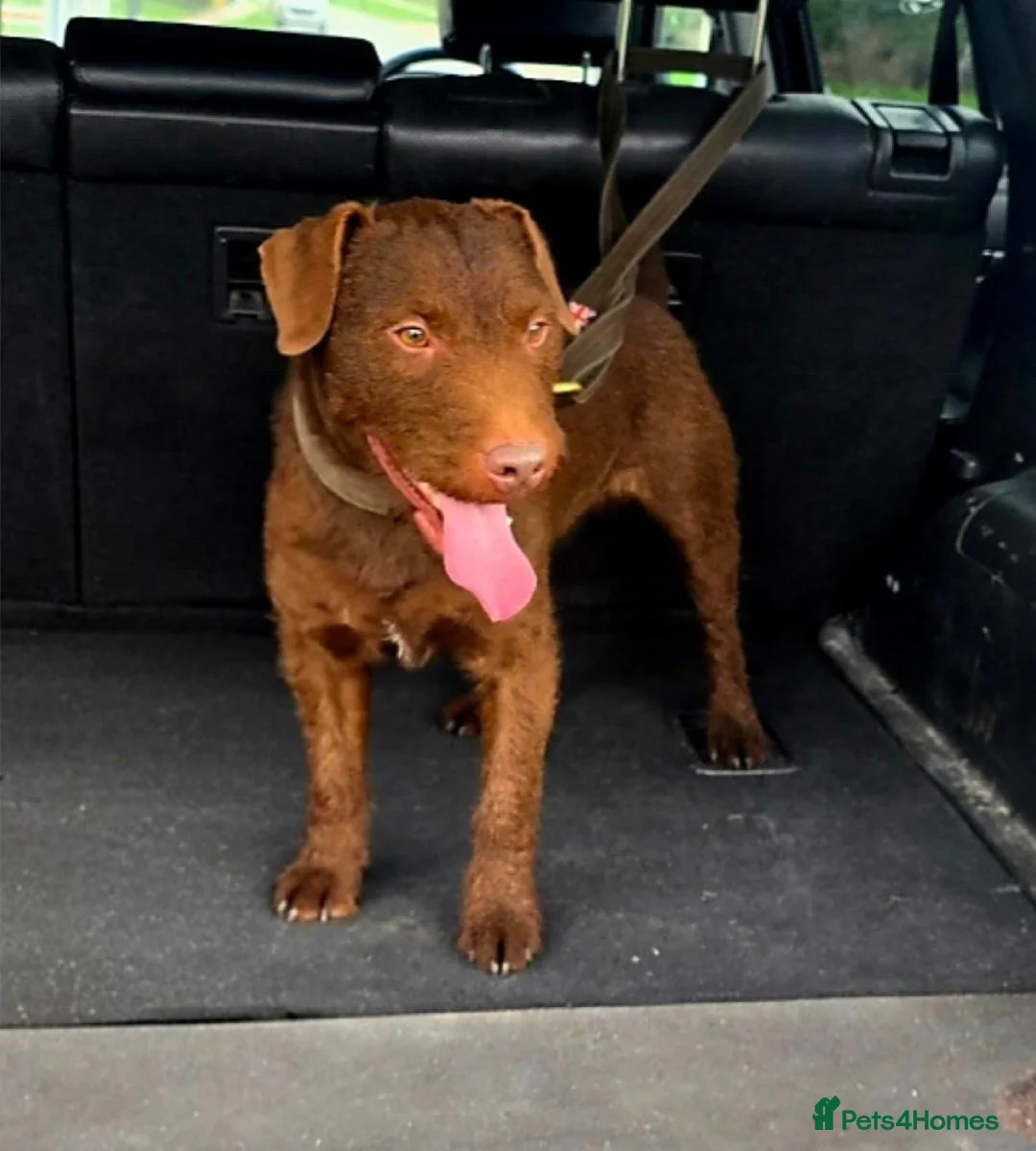 Patterdale Terrier dogs for sale: Chocolate Patterdale Terriers  - Advert 6