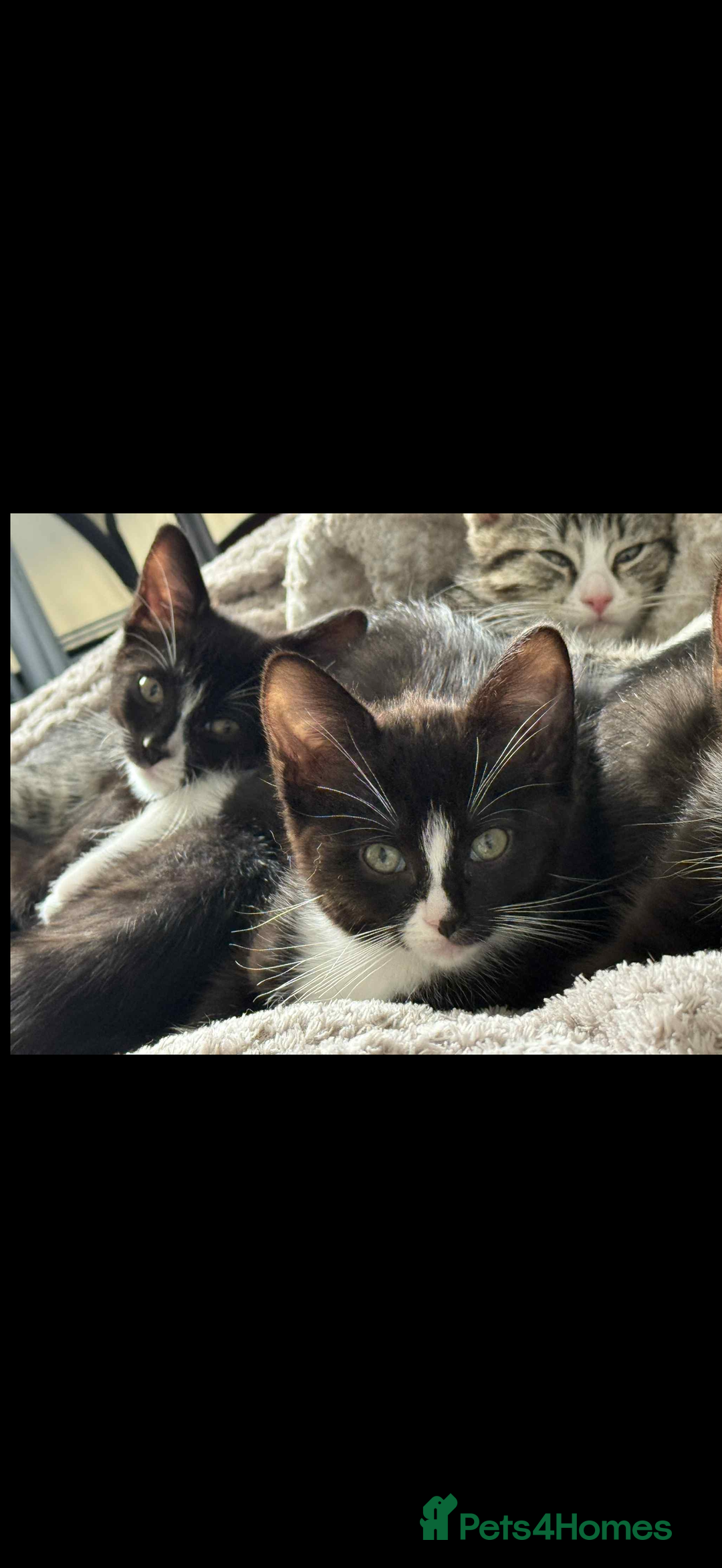Ragdoll cats for sale: RAGDOLL MIX KITTENS  - Image 7