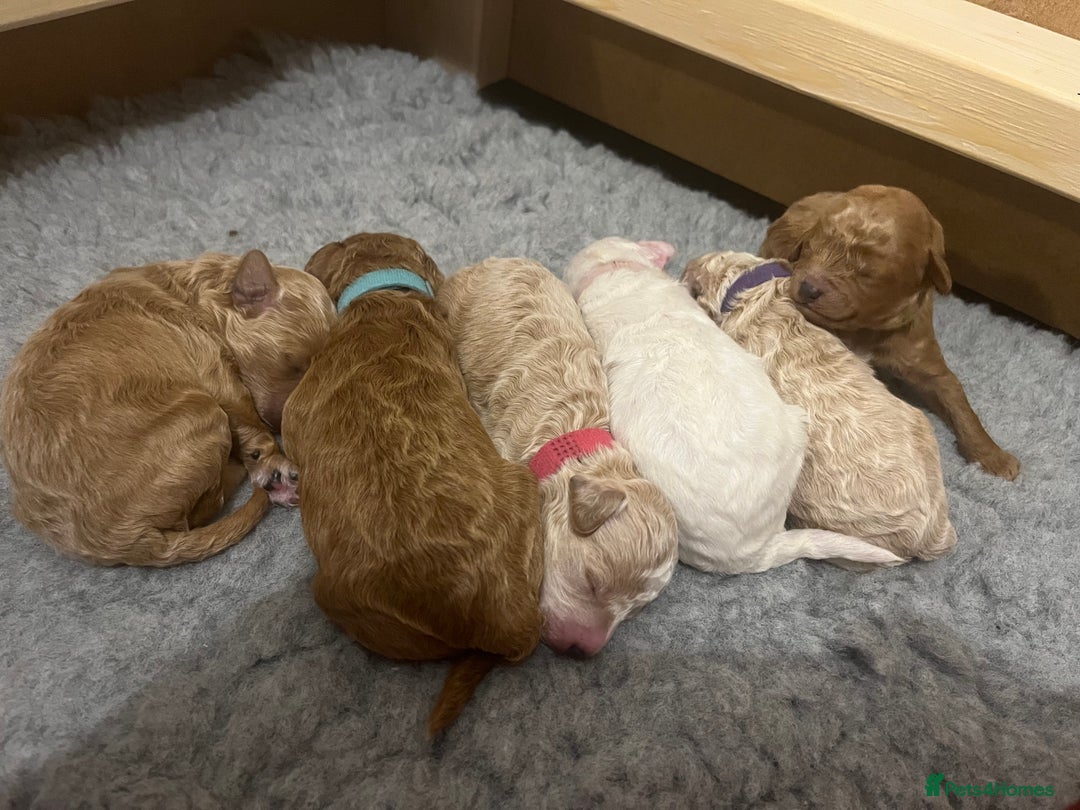 Poochon dogs for sale: Beautiful Poochon puppies for sale  - Advert 25