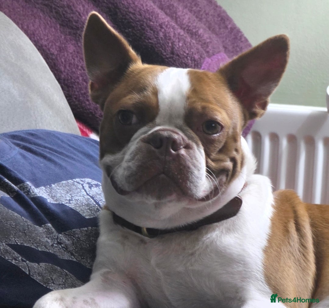 Boston Terrier dogs for sale: 2y old Boston Terrier Boy for Rehome  - Advert 8