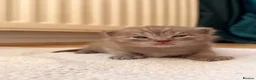 British Shorthair cats for sale: Beautiful British Shorthair Kittens🌸 - Advert 12
