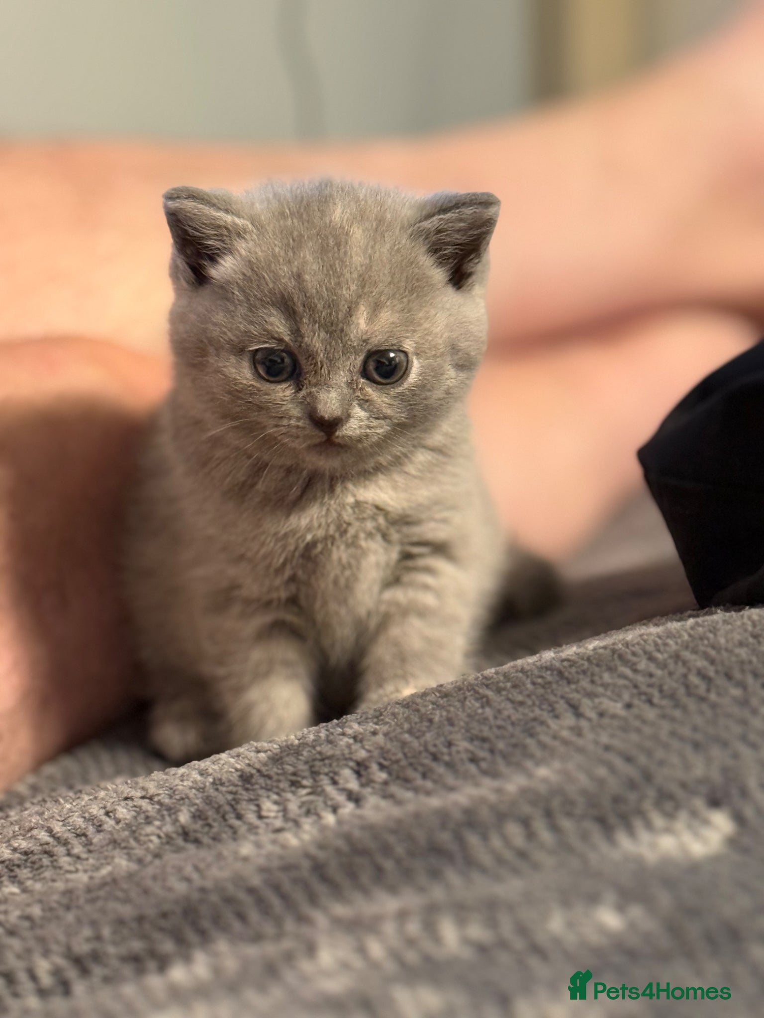 British Shorthair cats Beautiful Litter - Advert 9