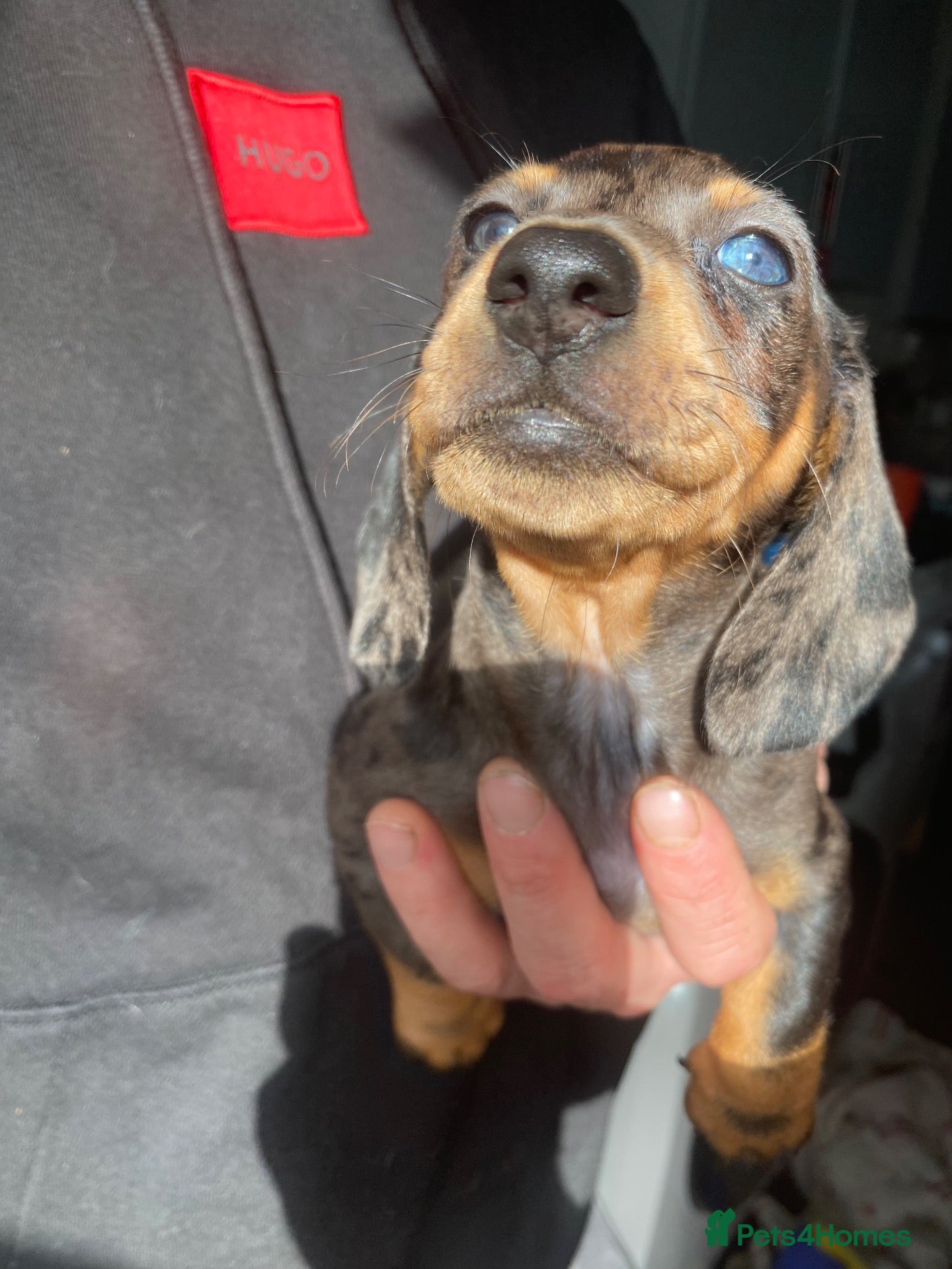 Dachshund dogs Tri silver dapple dachshunds ❤️ - Advert 2