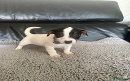 Jack Russell dogs for sale: 8 beautiful jack Russell puppies 5 girls 3 boys  - Image 6