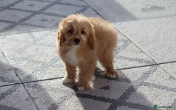 Cavapoo dogs for sale: F1 Cavapoo puppies for sale FULLY VACCINATED - Advert 3