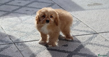 Cavapoo dogs F1 Cavapoo puppies for sale FULLY VACCINATED - Advert 3