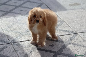 Cavapoo dogs F1 Cavapoo puppies for sale FULLY VACCINATED - Advert 3