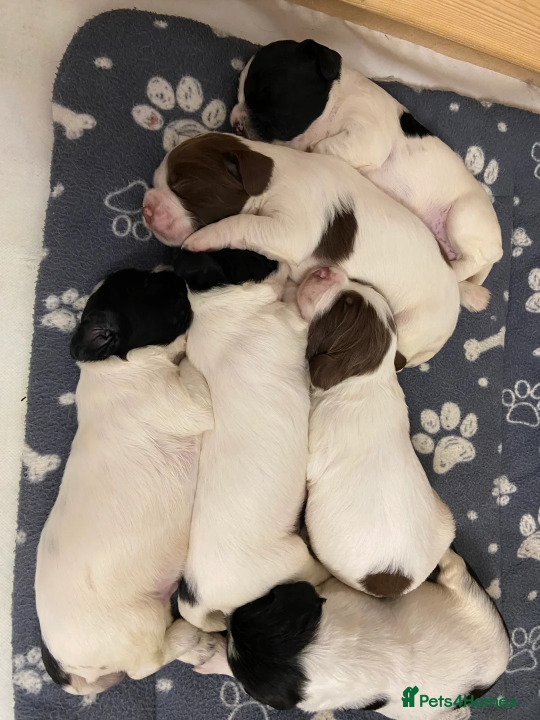 English Springer Spaniel dogs for sale: Adoreable English Springer Spaniel Puppies  - Advert 2