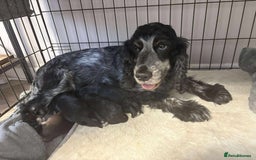 Cocker Spaniel dogs for sale: Show cocker spaniels - Image 4