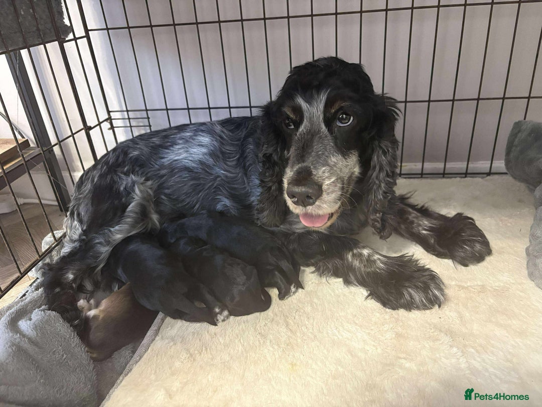 Cocker Spaniel dogs for sale: Show cocker spaniels - Image 4