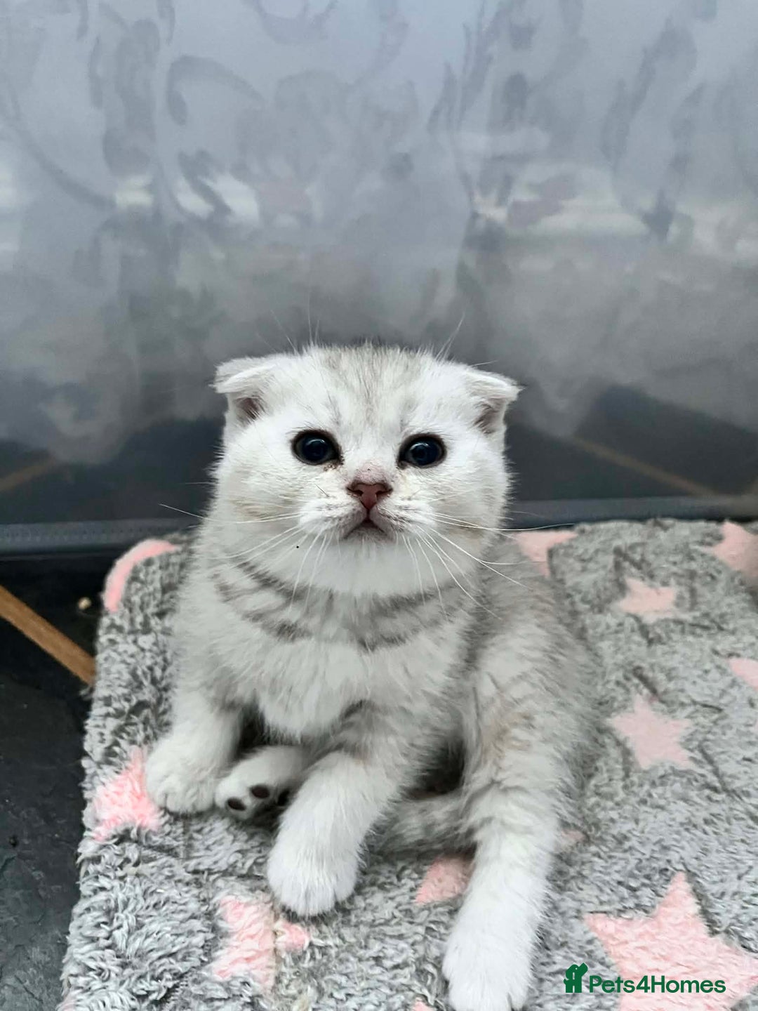 Scottish Fold cats for sale: Adorable Scottish Fold/Straight kittens  - Advert 15