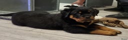 Rottweiler dogs for stud: Kc Registered, proven, health tested stud in Wisbech - Advert 12