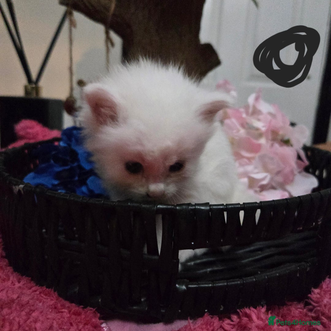 Maine Coon cats for sale: Champion russian Maine coon kittens - Advert 22