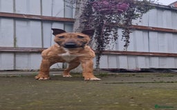 English Bull Terrier dogs for sale: English bull terrier ingles lines - Image 2