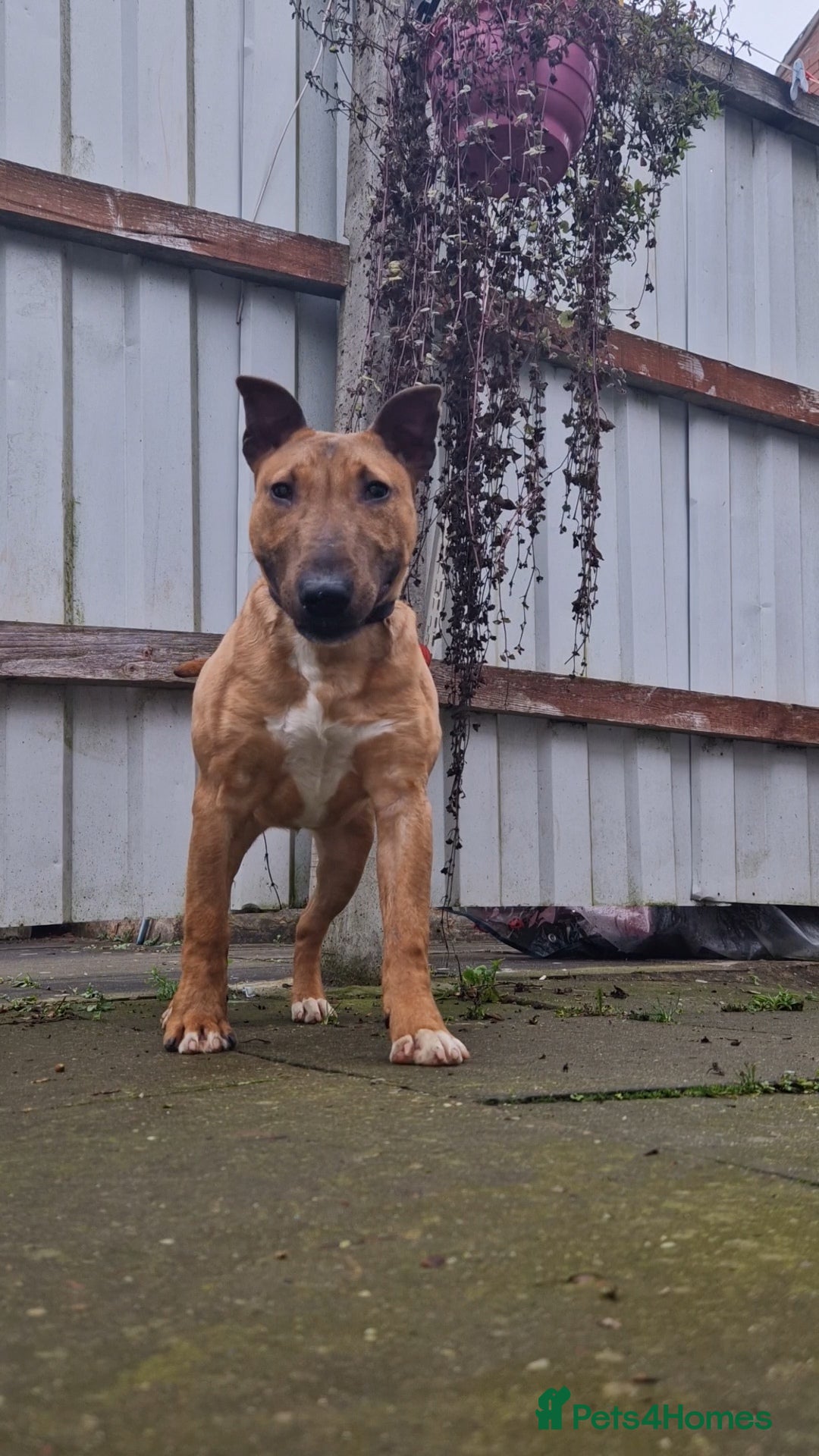 English Bull Terrier dogs for sale: English bull terrier ingles lines - Image 2