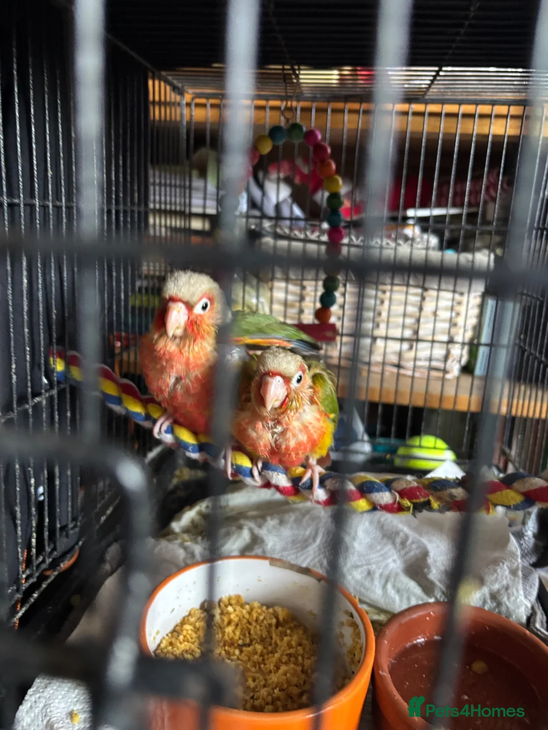 Conures birds for sale: Conure Babies (2Available 3 Sold) - Advert 3