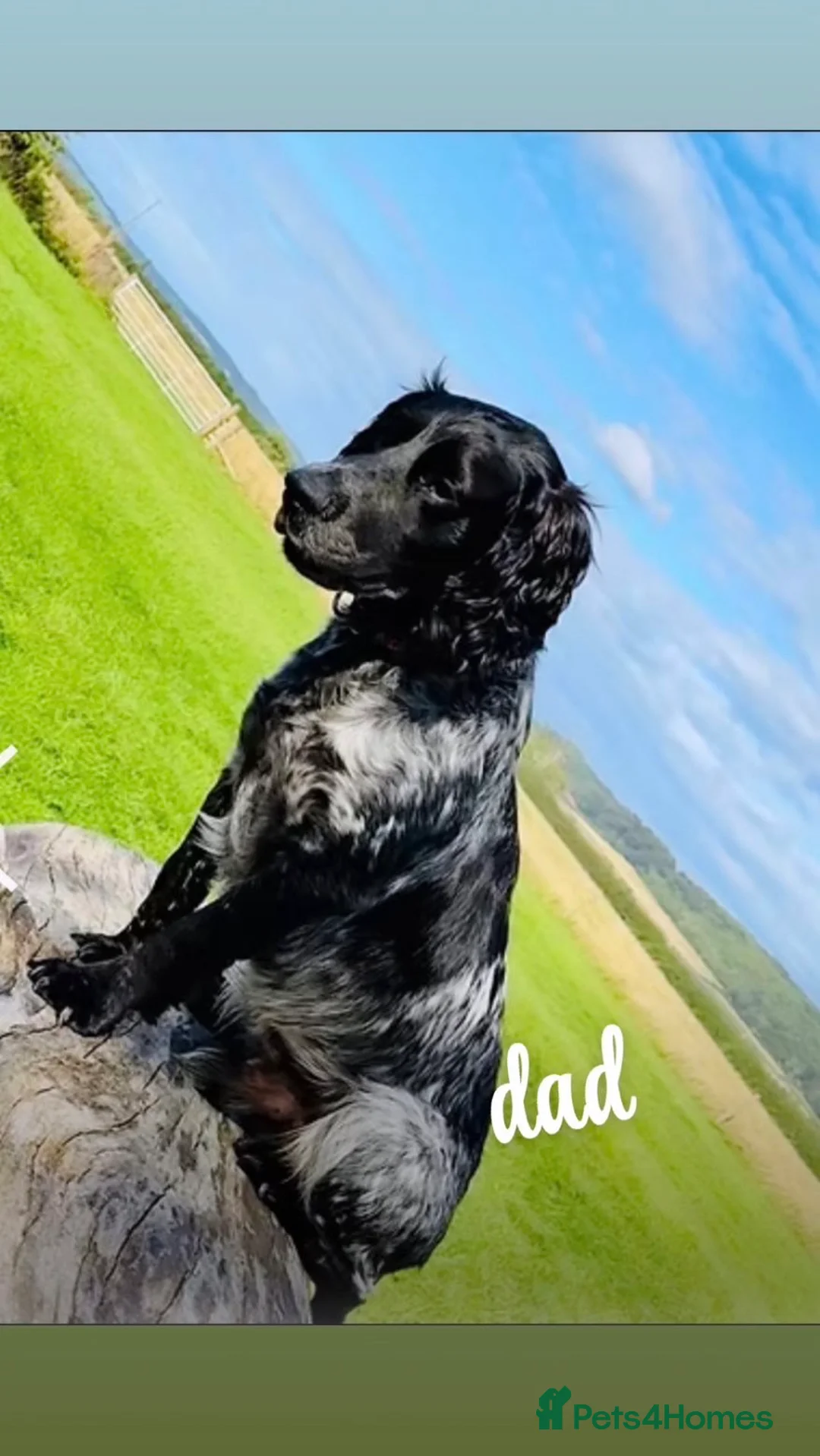 Cocker Spaniel dogs for sale: Beautiful litter of working cocker spaniels  - Advert 2