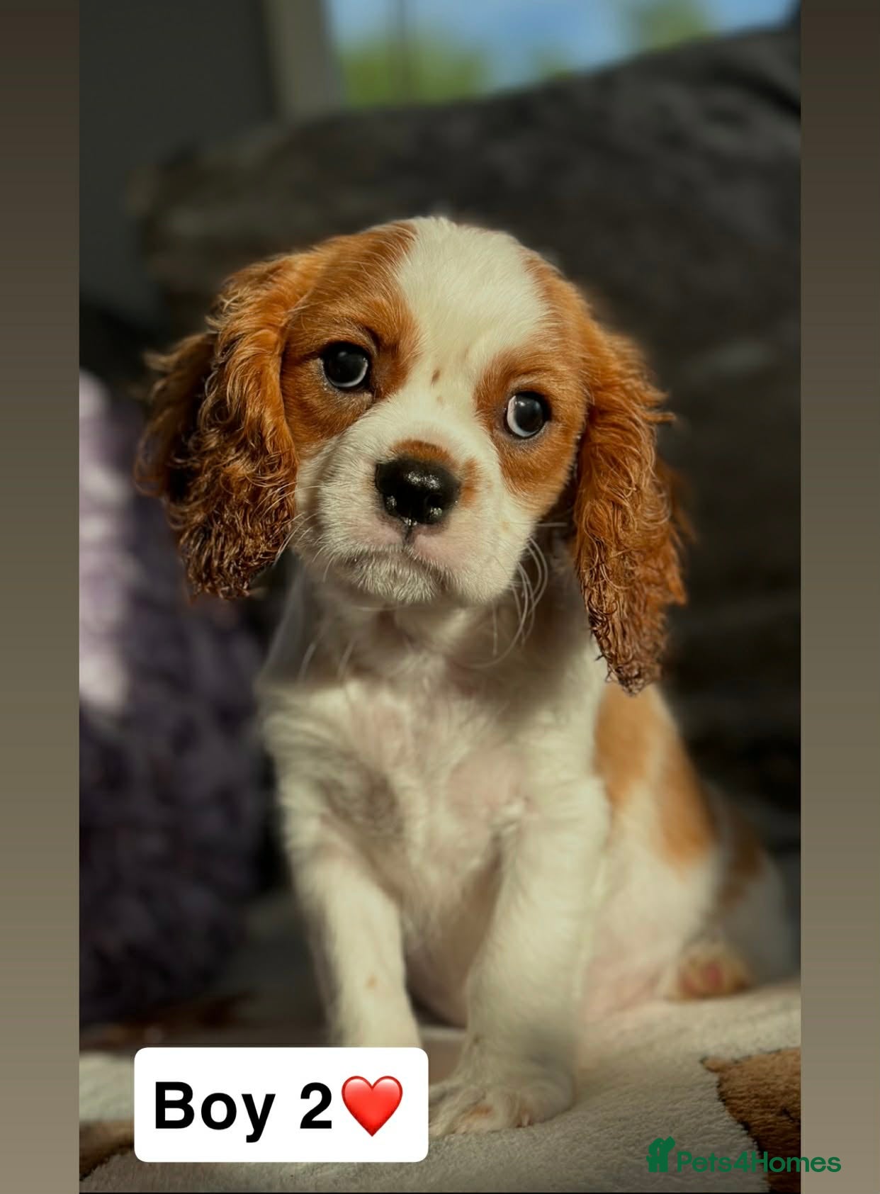 Cavalier King Charles Spaniel dogs Stunning KC registered Cavalier Pups - Advert 6