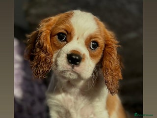 Cavalier King Charles Spaniel dogs Stunning KC registered Cavalier Pups - Advert 1