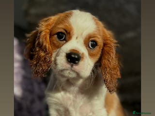 Cavalier King Charles Spaniel dogs Stunning KC registered Cavalier Pups - Advert 15
