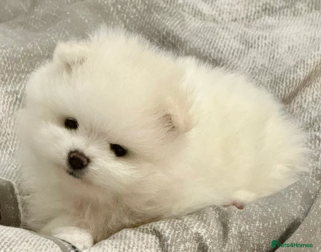 Pomeranian dogs for sale: Stunning KC litter of fluffy white Pom puppy boy - Advert 7