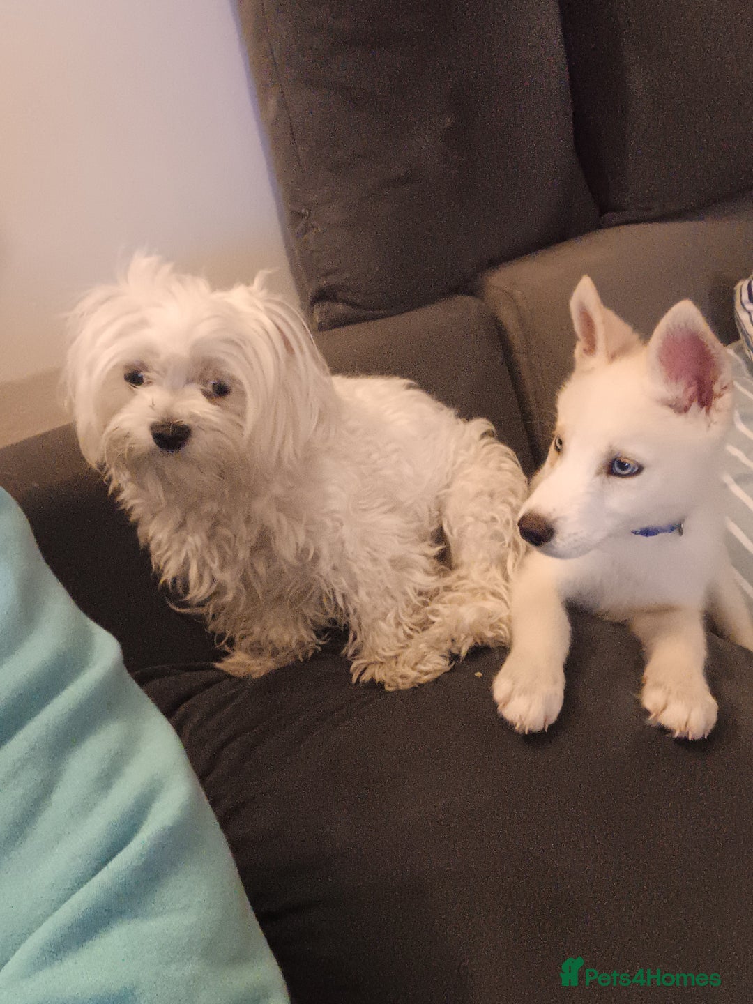 Huskita dogs for sale: For sale  - Image 2