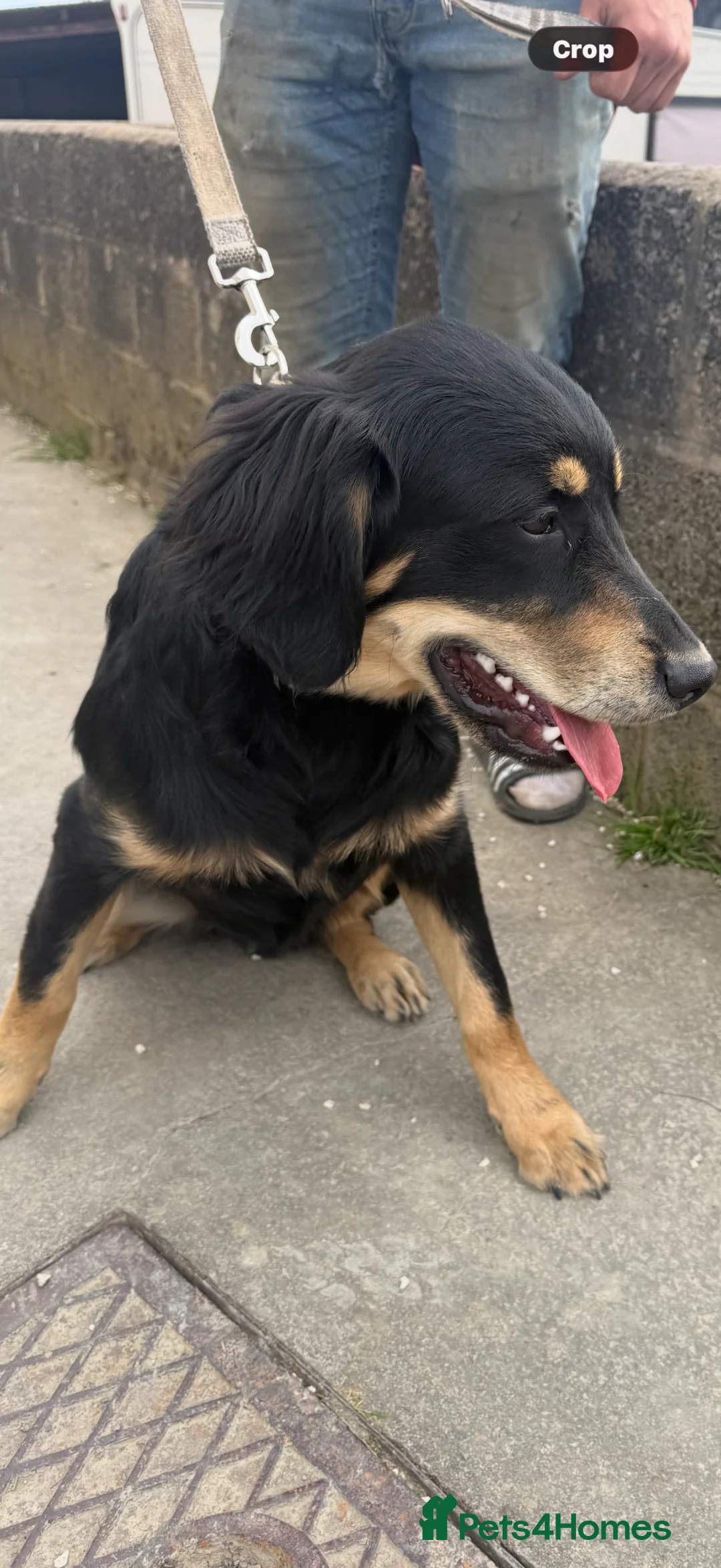 Mixed Breed dogs for sale: A beautiful Golden Retriever crossed with Sprollie - Advert 5