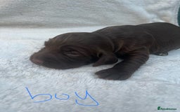 Cocker Spaniel dogs for sale: 9 beautiful cocker spaniel puppies - Image 8